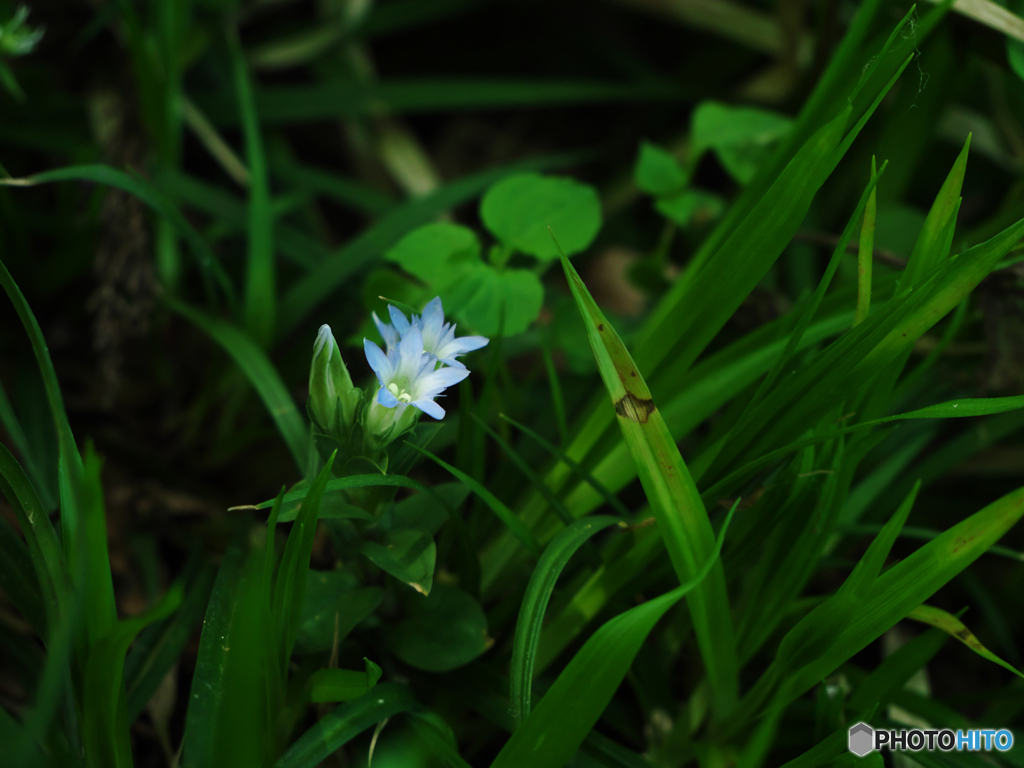 房住山で花散歩・フデリンドウ