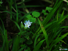 房住山で花散歩・フデリンドウ