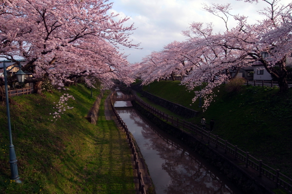 20100429帯状公園桜　90