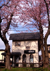 20100429帯状公園桜　47