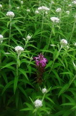 鳥海山も花の山Ⅷ