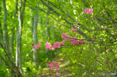 登山道を彩るⅠ