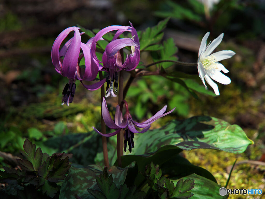 Ephemeral Bouquet