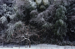 雪の日Ⅰ