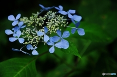 花秋Ⅱ