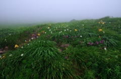 鳥海山も花の山Ⅳ