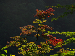 今年も行きました「太平山奥岳」19