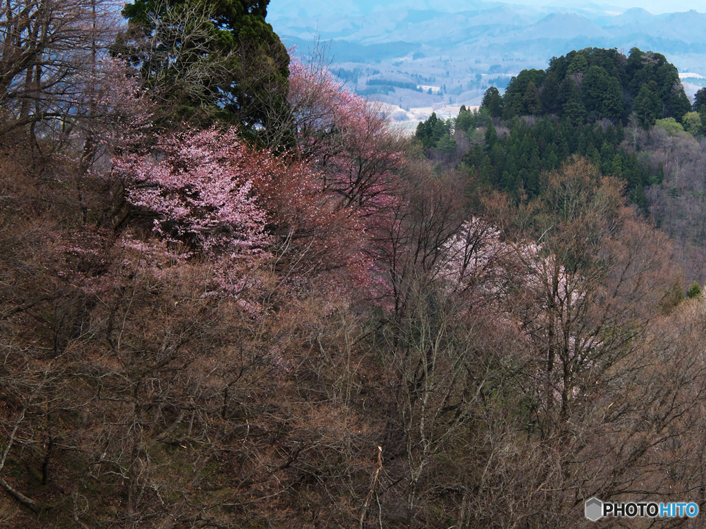 里山桜