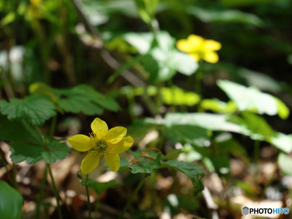房住山で花散歩・コキンバイ