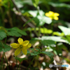 房住山で花散歩・コキンバイ