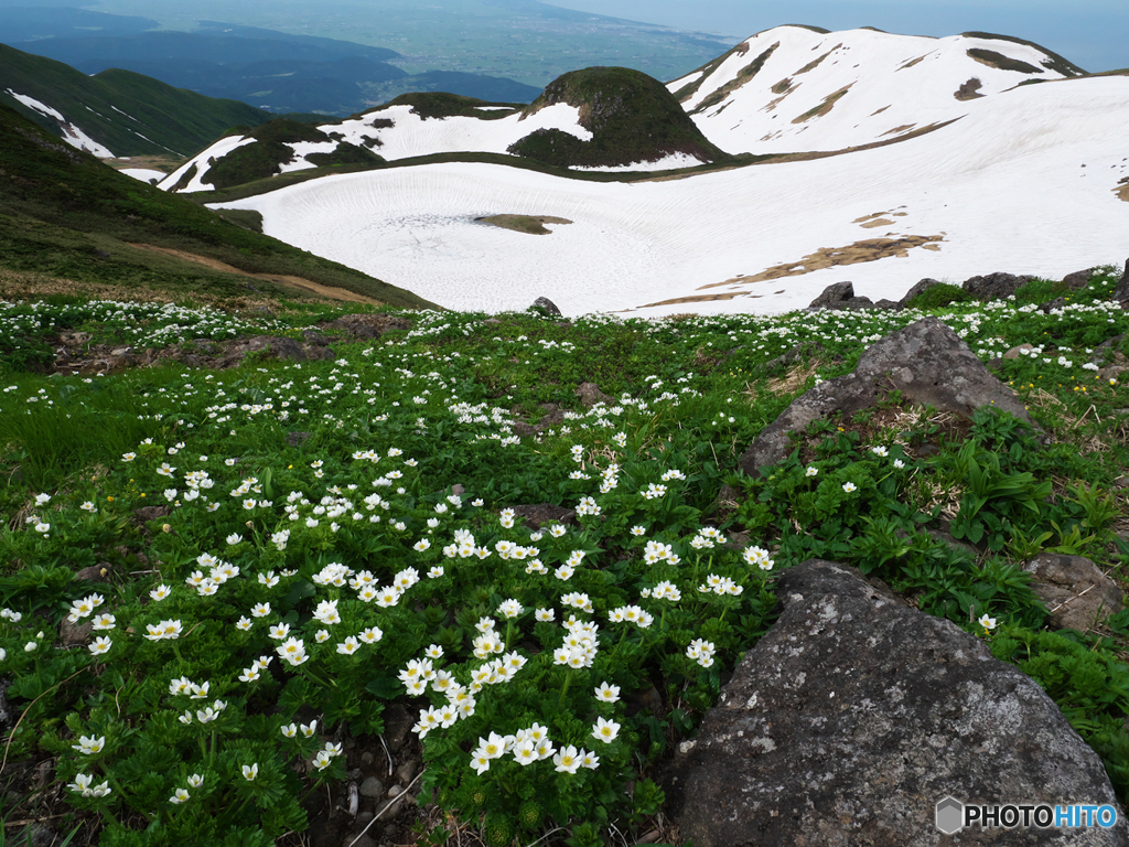 ハクサンイチゲの山Ⅲ