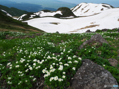 ハクサンイチゲの山Ⅲ