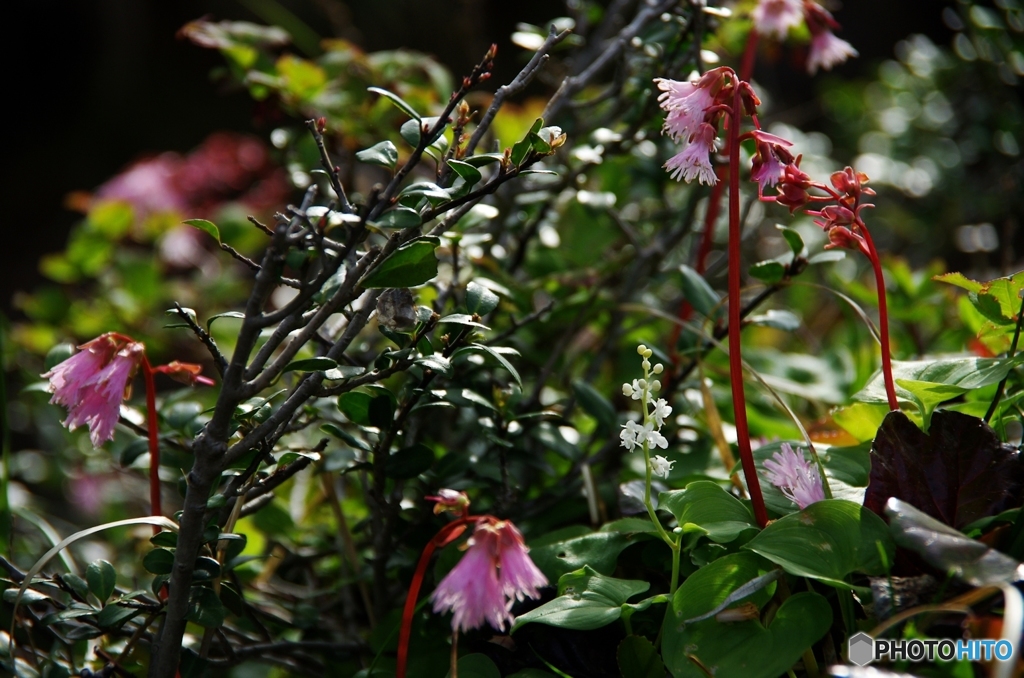煌小花