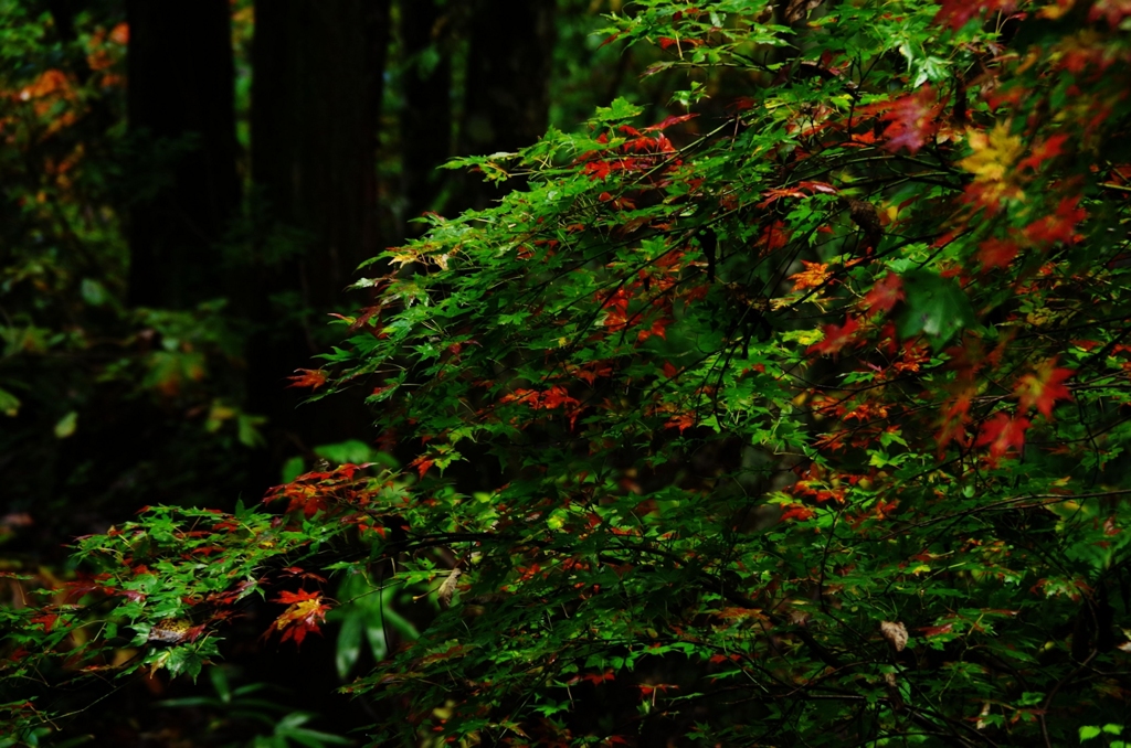 太平山2014Ⅰ
