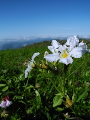 朝露に濡れてⅢ