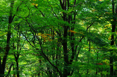 今年も行きました「太平山奥岳」16