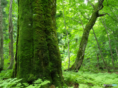 白神山地の端っこⅡ