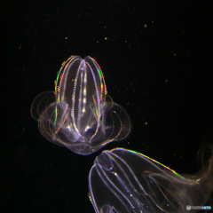 加茂水族館といえばⅥ