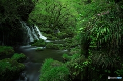 清水に育まれる