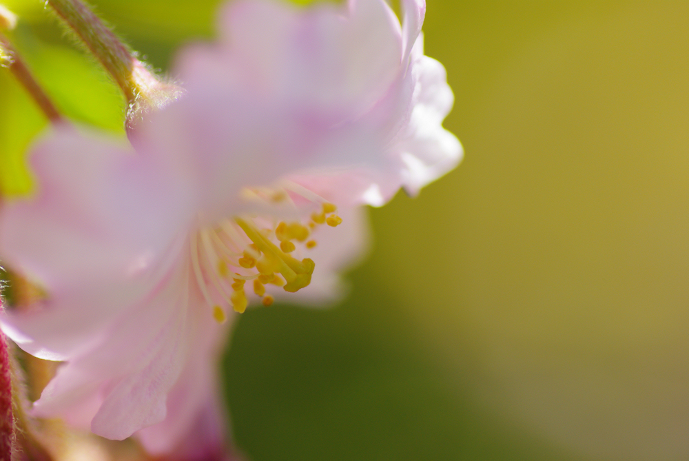 2012桜-02