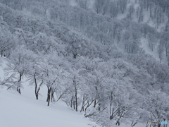 霧氷たち