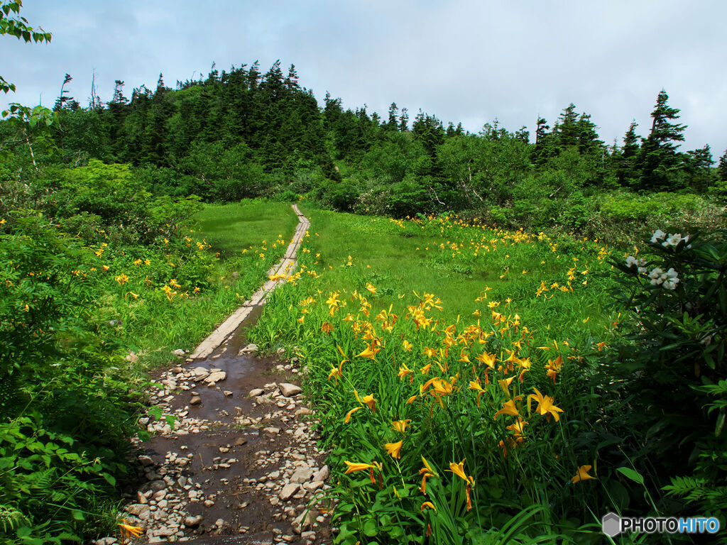 小湿原通り