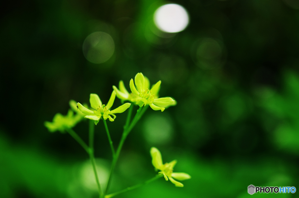 房住山で花散歩・ルイヨウボタンⅡ