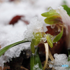 雪春蘭Ⅱ