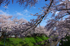 2011桜01