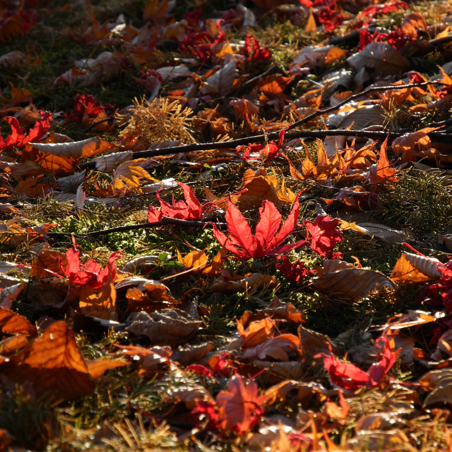 20101121千秋公園・紅葉029P7000