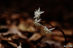 山春花Ⅴ