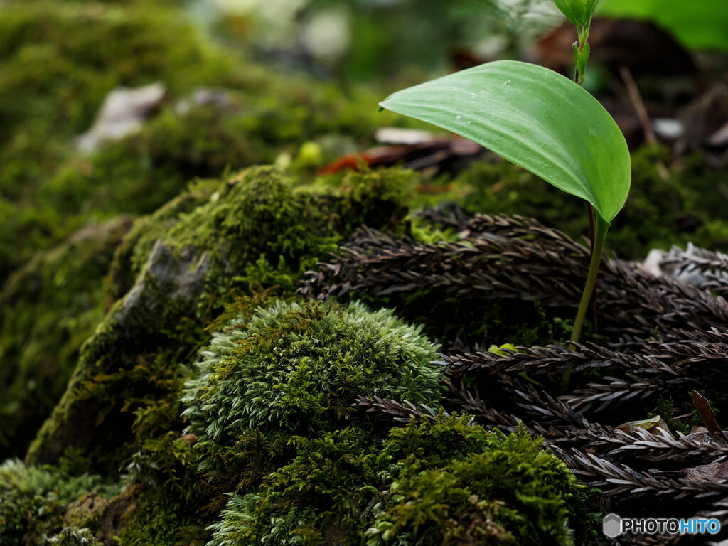 苔活Ⅲ