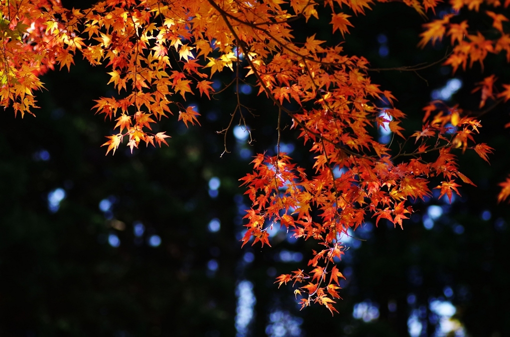 紅黄葉Ⅰ