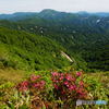 ムラサキヤシオと虎毛山