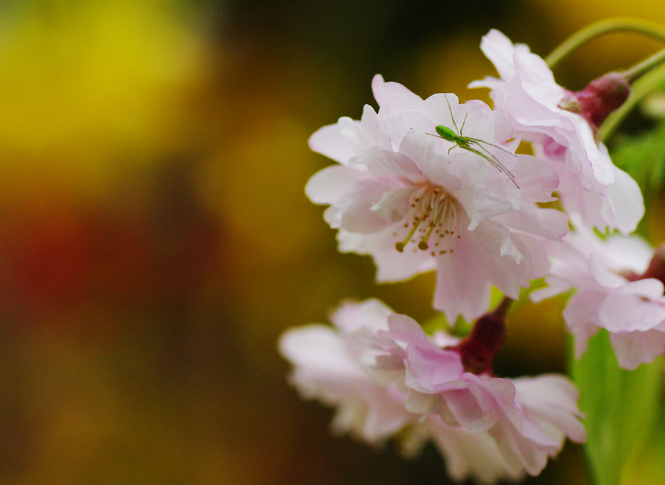 2012桜-16
