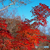 紅葉