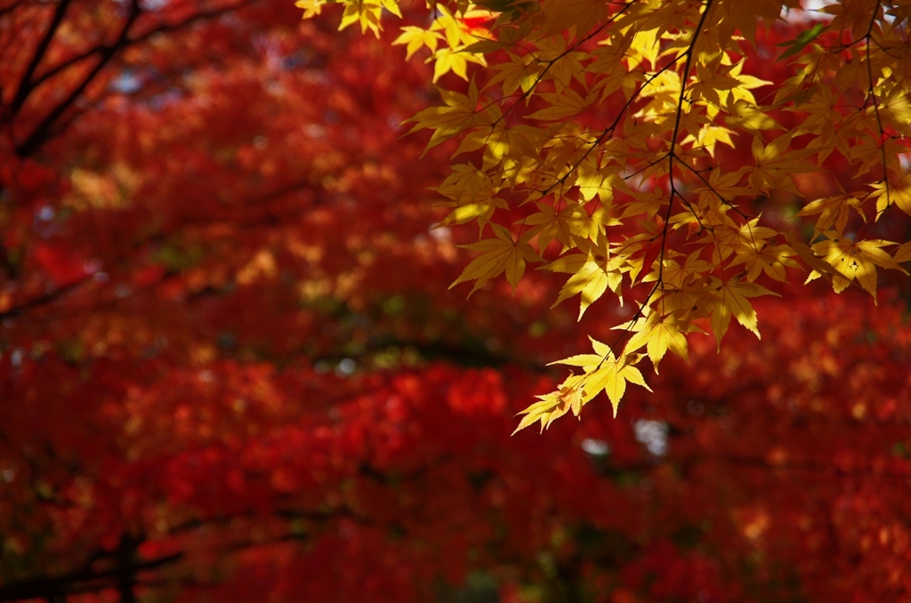 千秋公園・紅葉2014Ⅱ