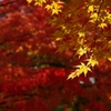 千秋公園・紅葉2014Ⅱ