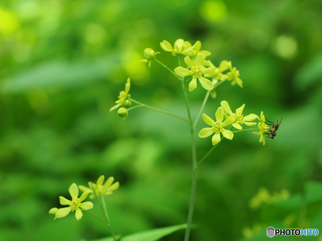 房住山で花散歩・ルイヨウボタンⅠ