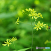 房住山で花散歩・ルイヨウボタンⅠ