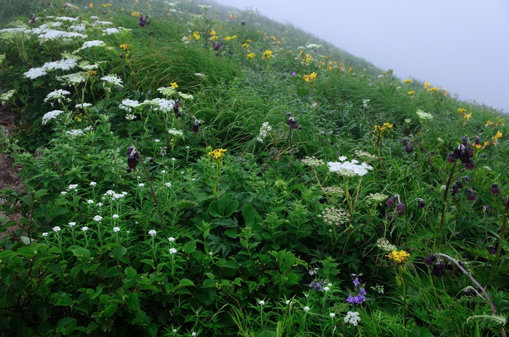 鳥海山も花の山Ⅸ