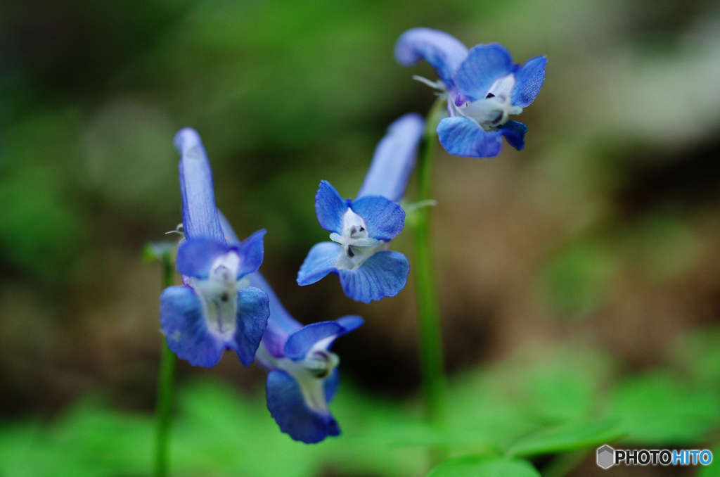 八塩山で花散歩Ⅴ