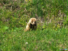アナグマ君