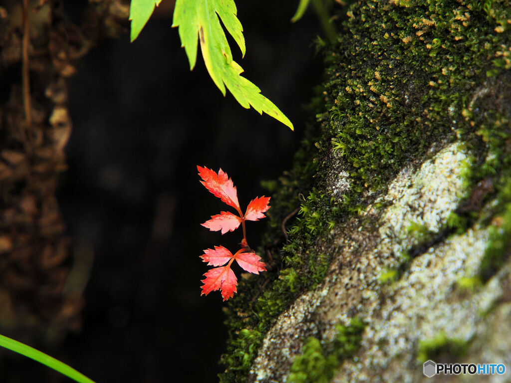 足元の紅葉