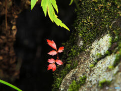 足元の紅葉