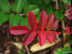 トウウチソウの紅葉