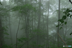Moisture Forest