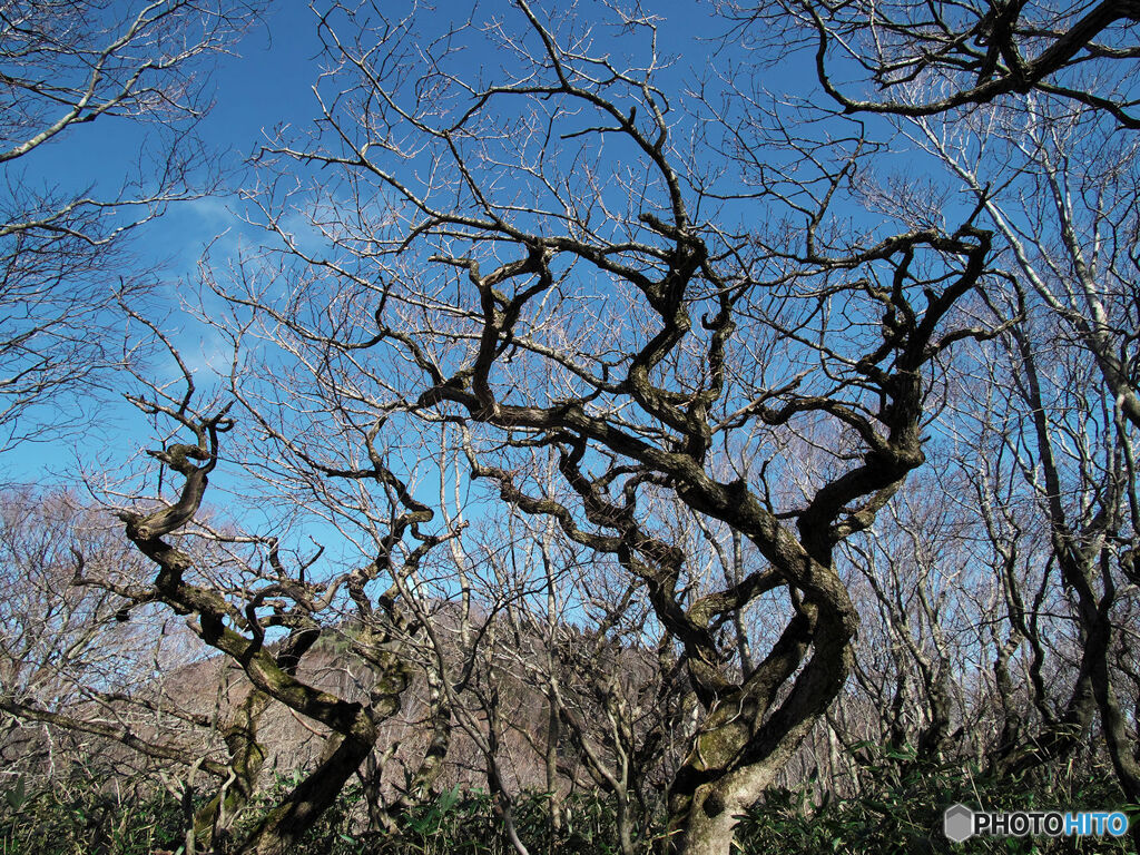 矮樹と青空