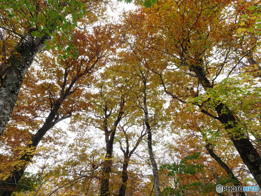 秋の森を歩くⅤ