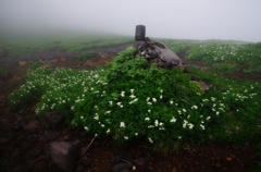 鳥海山も花の山Ⅶ